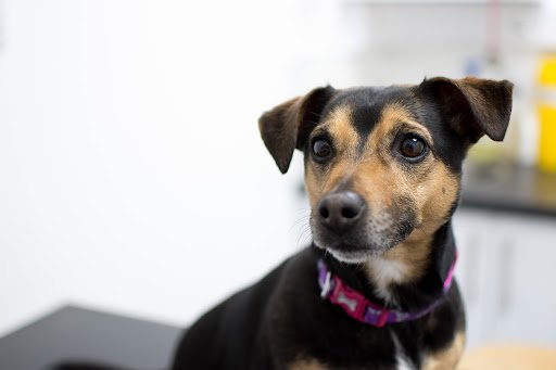 Shenick Veterinary Centre - Balbriggan listing image