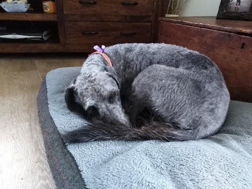 Sineads Grooming Studio & Doggie Daycare listing image