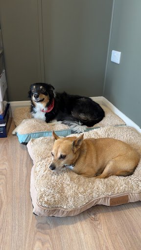 Slane Veterinary Clinic listing image