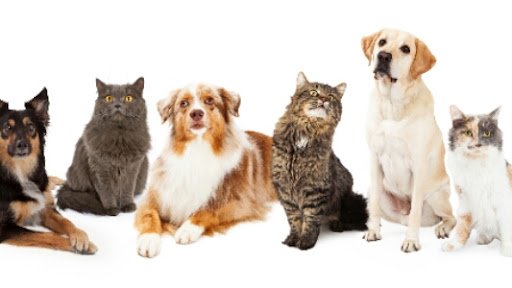 Slievardagh Pet Hotel listing image