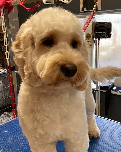 Sligo Dog Groomer listing image
