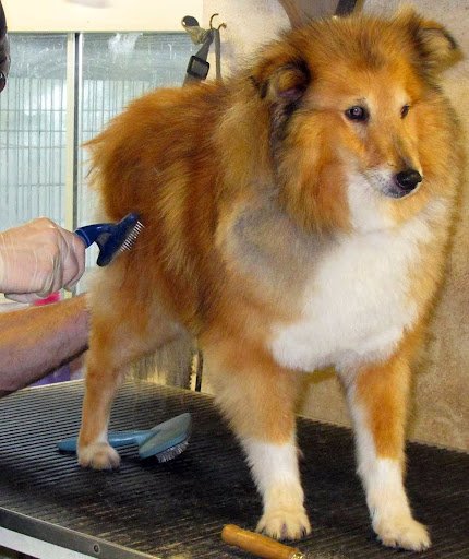 Snoopydog Grooming Parlour & Kennels listing image