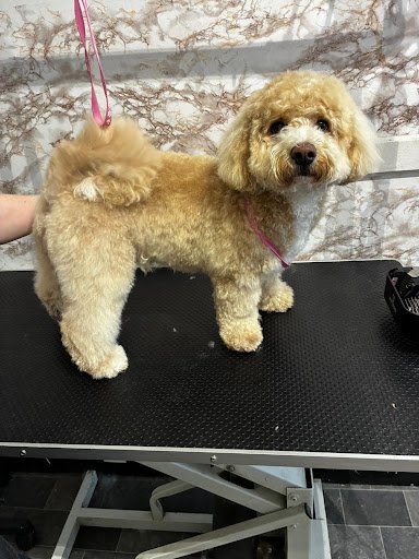 Snow White Dog Grooming listing image