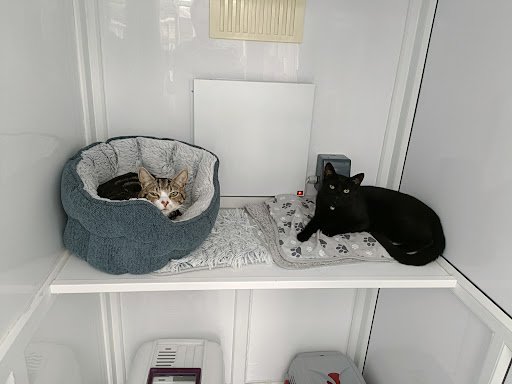 Snuggle Inn Cattery and Professional Cat Grooming Galway listing image