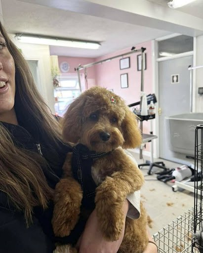 Dog grooming service preview