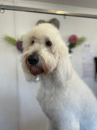 Sonya's Pet Grooming listing image