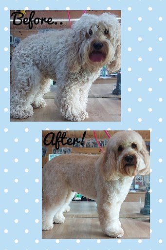 Spotless Dog Grooming listing image