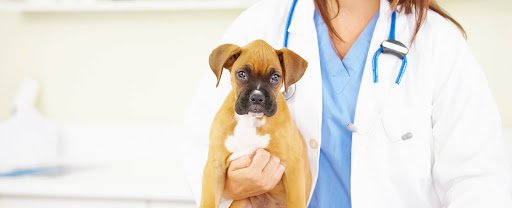St Benedict's Veterinary Clinic listing image