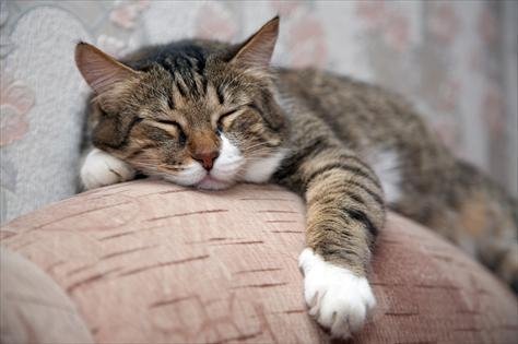 Stepaside Petcare listing image