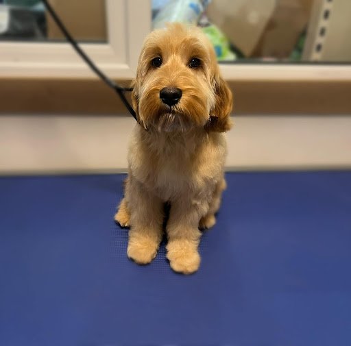 Style a Pooch Dog Grooming listing image