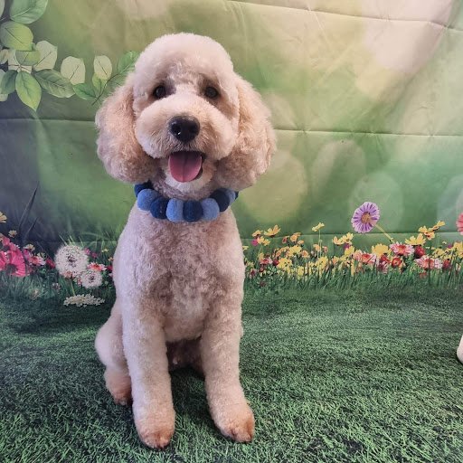 Style4paws listing image