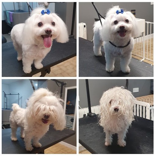 Stylish Mood Dog Grooming listing image