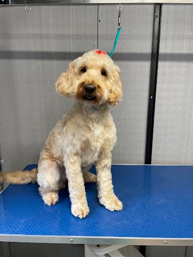 Super Groom Dog SPA listing image