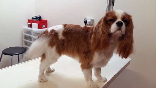 Swanky Paws Dog Grooming listing image