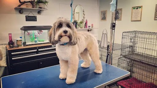 Sweet P's Dog Grooming listing image