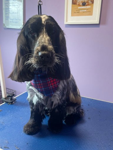 Tails and Tangles Dog Grooming Glenties listing image