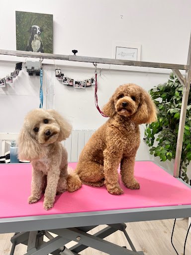 Tails in Tubs Dog Grooming & Academy listing image