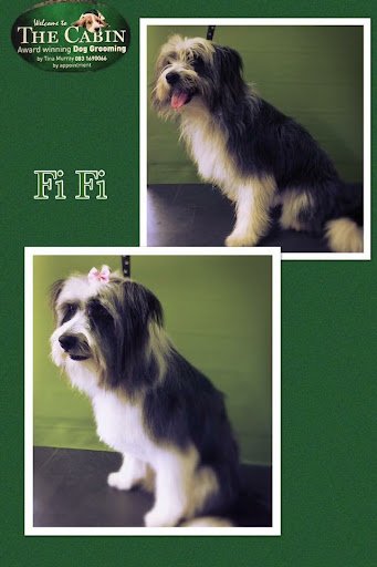 The Cabin Dog Grooming Services Glanmire listing image