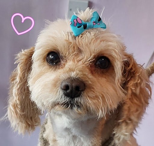 The Country Groomer and Cattery listing image