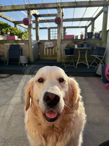 The Dog Barber - Arklow listing image