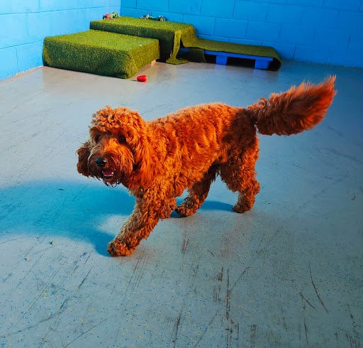 The Dog House listing image