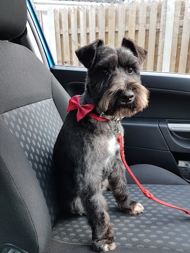 The Dog Salon - Bray listing image