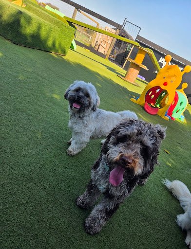 The Dog Spot listing image