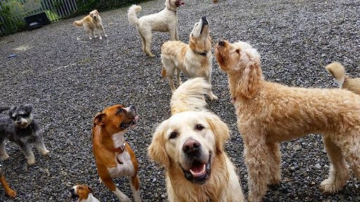 The Doggie Lodge listing image