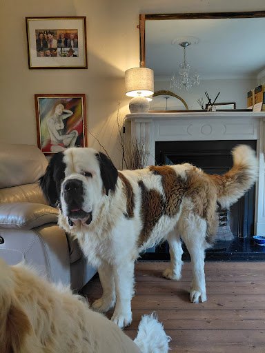 The Dogue House listing image