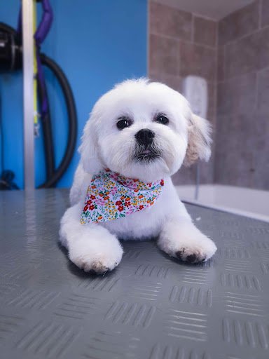 The Furdresser Dog Grooming Lisdoonvarna listing image