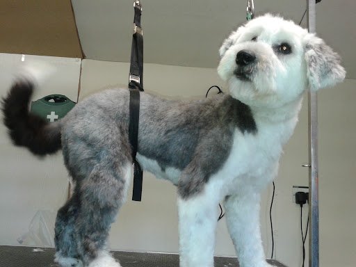 The Grooming Den listing image