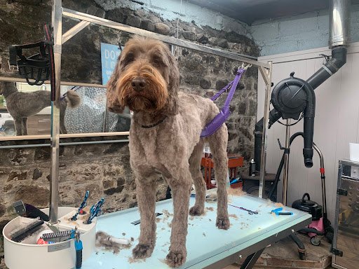 The Grooming Shed Bray listing image