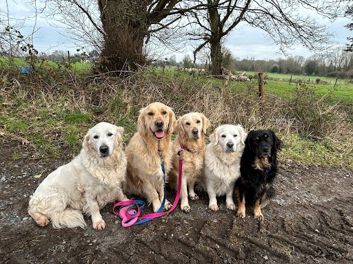 The Hairy Godmother Dog Grooming listing image