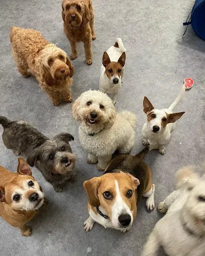 The Happy Dog House listing image