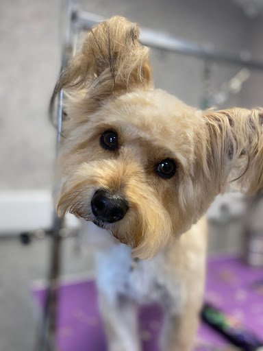 The Irish Dog Grooming Academy (The Grooming Co) listing image