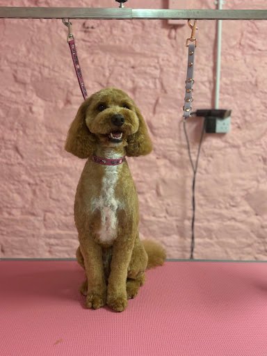 The K9 Beautician listing image