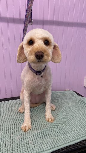 The Pampered Pooch - Roundwood listing image