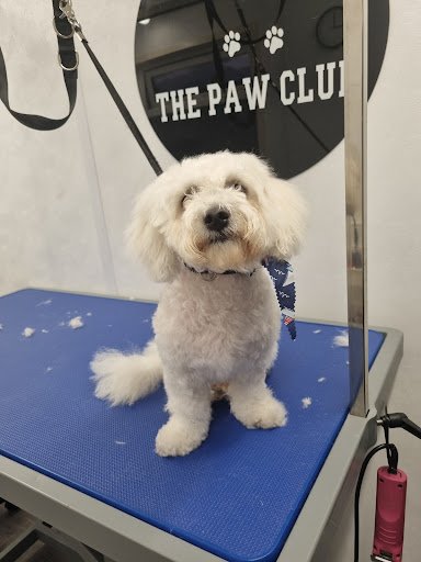 The Paw Club Dog Groomers listing image