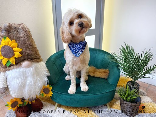 The Paw Seasons Dog Resort & SPA listing image