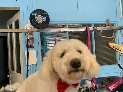 The Paw Seasons Grooming Parlour listing image