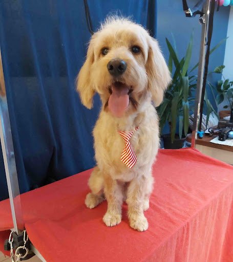 The Paw Society listing image