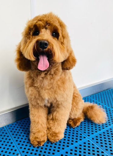 The Pet Centre listing image