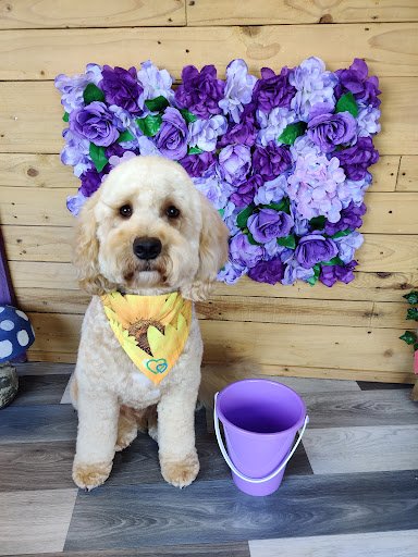 The Pet Shack Galway listing image