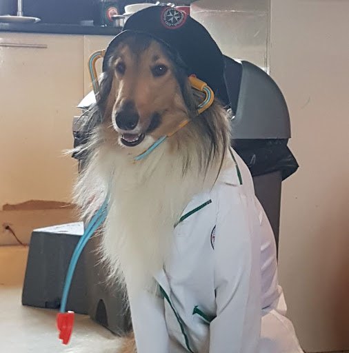 The Pet Vet listing image