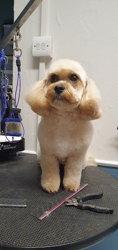 The Pink Poodle listing image