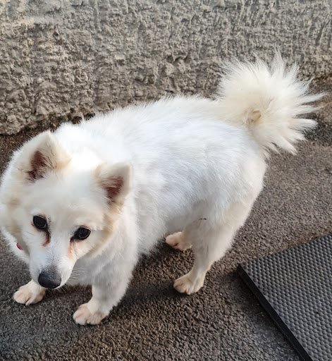 The Pooch Parlour listing image