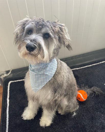 The Rodney Valley Dog Grooming & Kennels listing image