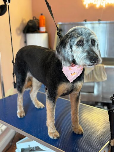 The Spotty Groomers listing image