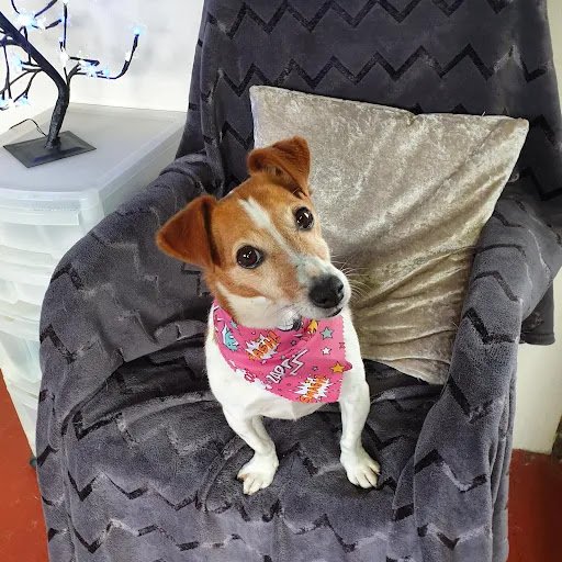 Therese's Doggie Doo's listing image
