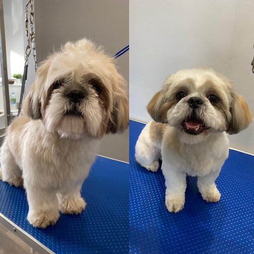 Tidy Tails Dog Groomers listing image